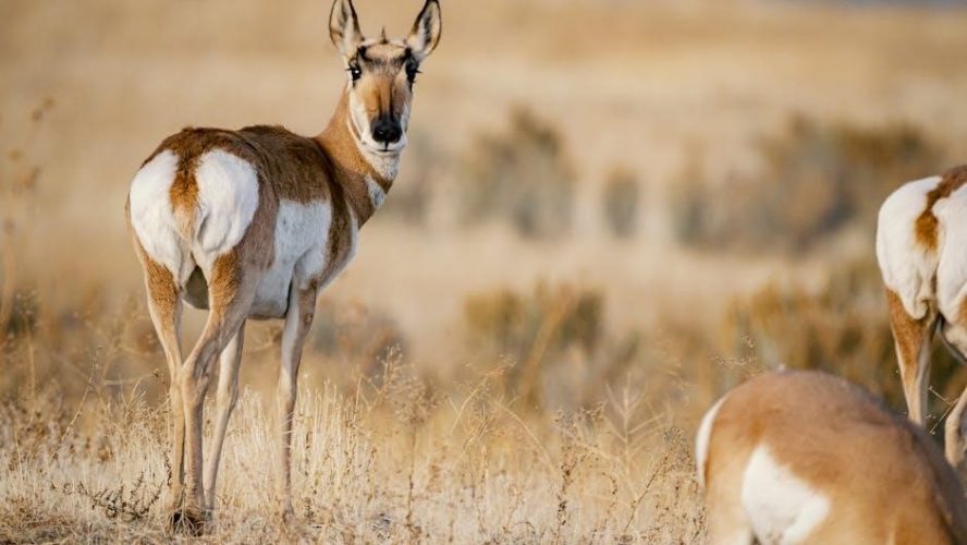 pronghorn guided hunts