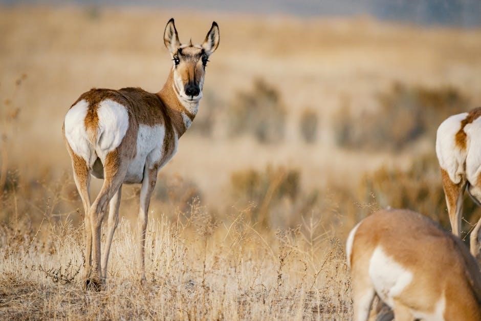 pronghorn guided hunts
