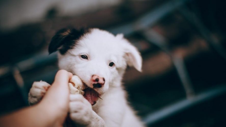 royal canin maxi puppy feeding guide