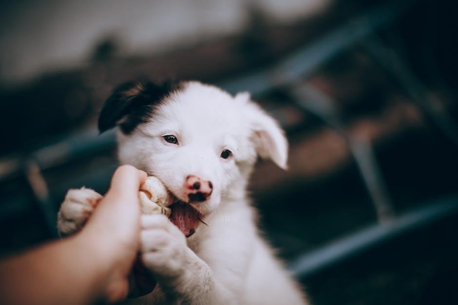 royal canin maxi puppy feeding guide