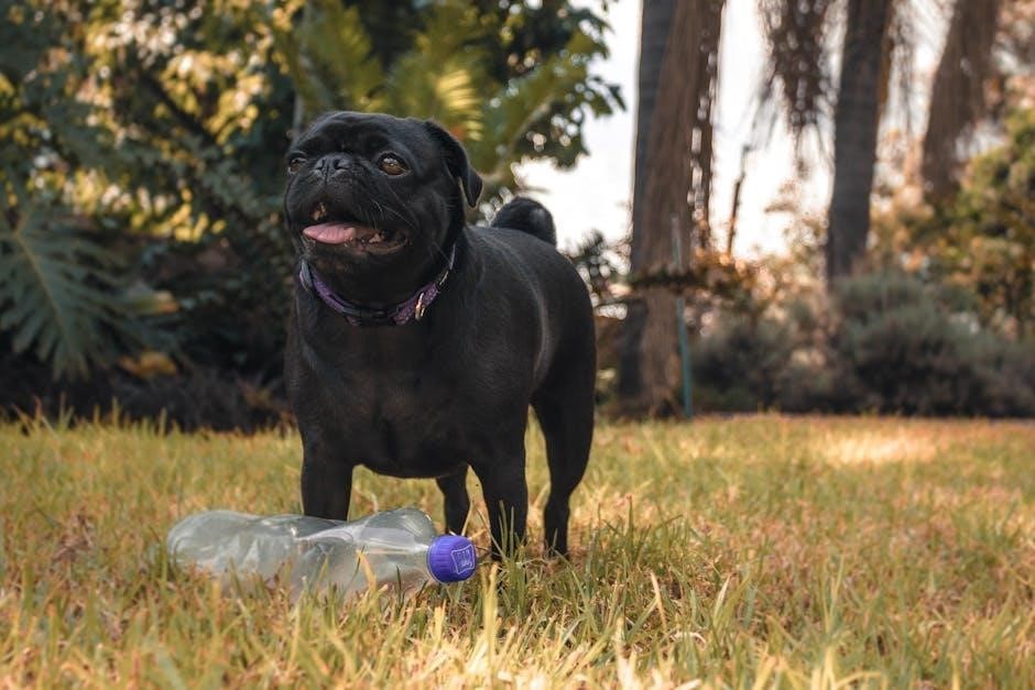black hawk puppy feeding guide