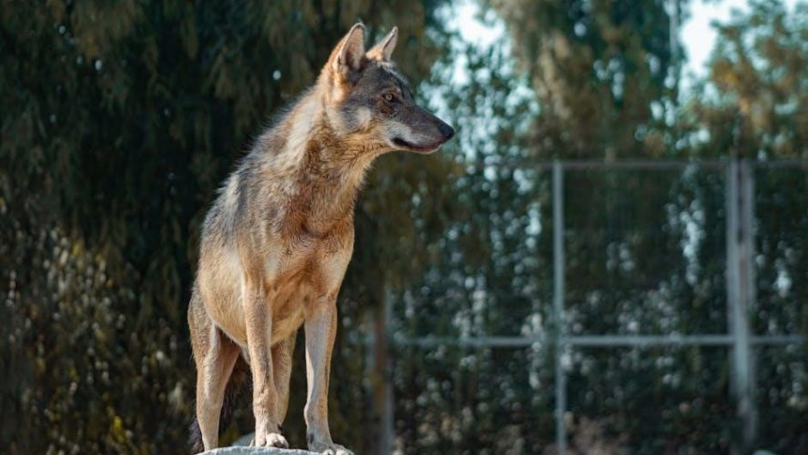 his little wolf becky j free pdf