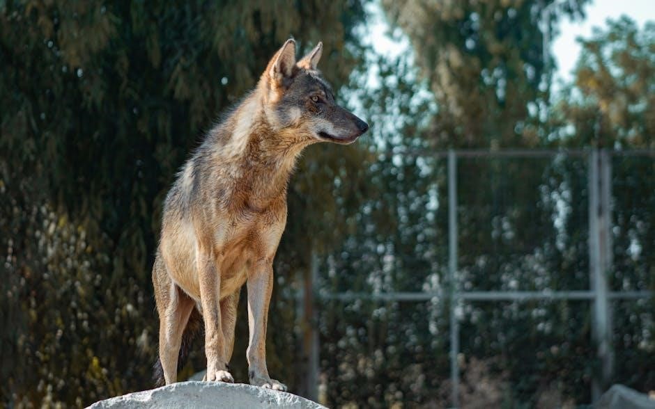 his little wolf becky j free pdf